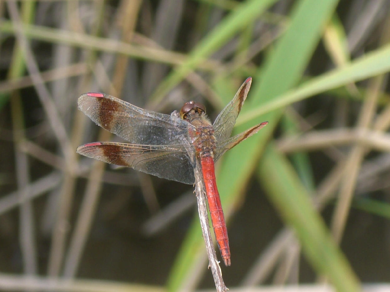 Sympetrum pedemontanum? - S